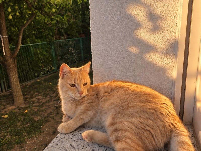 The house cat watching the garden from the terrace