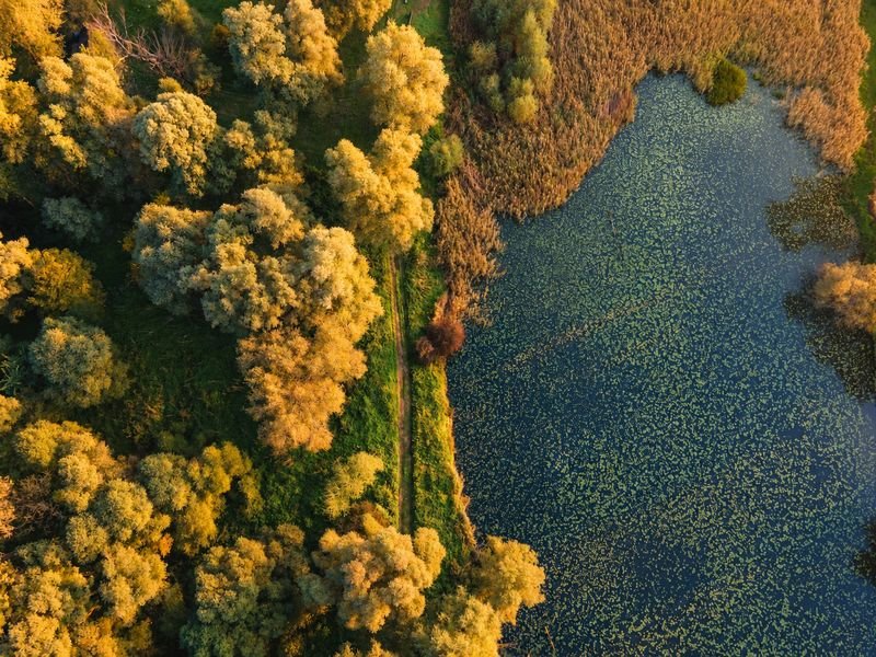 Woodland and a still backwater from above
