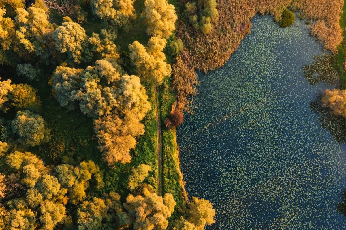 Riverside woodland and a quiet backwater