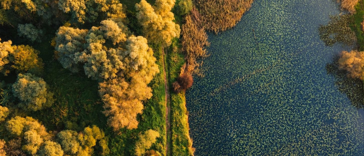 Riverside woodland and a quiet backwater seen from above